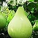 foto Kürbiskerne zum Anpflanzen,Lagenaria Siceraria,Kürbiskerne,Kürbis,Flaschenkürbis samen mix,Kürbisflasche,Siceraria,Natürliches Bio-Saatgut-15 PCS 2022-2021