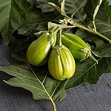 photo: You can buy David's Garden Seeds Eggplant Comprido Verde Claro 4222 (Green) 25 Non-GMO, Open Pollinated Seeds online, best price $4.45 new 2024-2023 bestseller, review