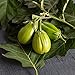 photo David's Garden Seeds Eggplant Comprido Verde Claro 4222 (Green) 25 Non-GMO, Open Pollinated Seeds 2024-2023