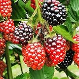 photo: You can buy TriStar Plants- TripleCrown BlackBerry Bush Thornless -1 Quart - NO Ship California, Healthy Established Roots, Thornless Blackberries, BlackBerry Pie, BlackBerry Jam BlackBerry Plant online, best price $21.95 new 2024-2023 bestseller, review