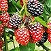 photo TriStar Plants- TripleCrown BlackBerry Bush Thornless -1 Quart - NO Ship California, Healthy Established Roots, Thornless Blackberries, BlackBerry Pie, BlackBerry Jam BlackBerry Plant 2024-2023