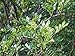 foto Szechuanpfeffer Zanthoxylum schinifolium Pflanze 15-20cm Japanischer Pfeffer 2024-2023