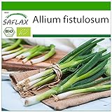 foto: comprar SAFLAX - Ecológico - Cebolla tierna - Ishikura japonés - 150 semillas - Allium fistulosum on-line, mejor precio 3,95 € nuevo 2024-2023 éxito de ventas, revisión