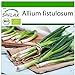 foto SAFLAX - Ecológico - Cebolla tierna - Ishikura japonés - 150 semillas - Allium fistulosum 2024-2023