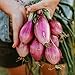 photo Long Red Florence Onion - 50 Seeds - Heirloom & Open-Pollinated Variety, Non-GMO Vegetable Seeds for Planting Outdoors in The Home Garden, Thresh Seed Company 2024-2023