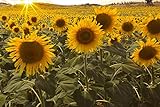 photo: You can buy Dwarf Sunflower Seeds for Planting online, best price $6.99 new 2024-2023 bestseller, review