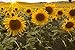 photo Dwarf Sunflower Seeds for Planting 2024-2023