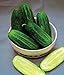 photo Cucumber, National Pickling Cucumber Seed, Heirloom,25 Seeds, Great for Pickling 2024-2023