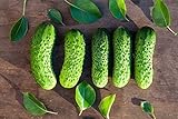 photo: You can buy Boston Pickling Cucumber Seeds - Non-GMO - 3 Grams online, best price $4.99 new 2024-2023 bestseller, review