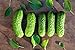 photo Boston Pickling Cucumber Seeds - Non-GMO - 3 Grams 2024-2023