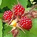 foto 100 Piezas De Semillas De Frutas Raras Frambuesa/Mora/Fresa/Kiwi Semillas De Frutas Nutritivas Bonsái Semillas de frambuesa 2024-2023
