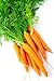 foto Semillas de zanahoria temprana - Daucus carota 2024-2023