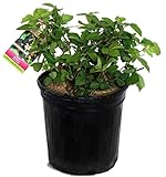 photo: You can buy Rubus 'Chester' (Thornless Blackberry) Edible-Shrub, blackberry, #2 - Size Container online, best price $28.37 new 2024-2023 bestseller, review