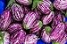 photo Fairy Tale F1 Eggplant Seeds - Non-GMO - 10 Seeds 2023-2022