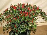 photo: You can buy Small Thai Chili Hot Pepper Seeds - Hot Heirloom Chili from Thailand!!(25 - Seeds) online, best price $3.59 ($0.14 / Count) new 2024-2023 bestseller, review