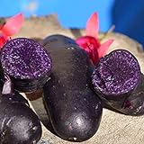 photo: acheter 00 graines de pommes de terre de chair violette à peau noire taux de germination élevé facile à faire pousser pour manipuler les plantes potagères savoureuses de jardin pour l'agriculture do Gra en ligne, meilleur prix 0,01 € nouveau 2024-2023 best-seller, examen