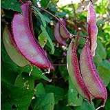 photo: You can buy 10+ Hyacinth Bean Asia Hyacinth Bean Seeds Purple Flower Lablab purpureus Vegetable Non-GMO online, best price $8.99 new 2024-2023 bestseller, review