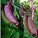 photo 10+ Hyacinth Bean Asia Hyacinth Bean Seeds Purple Flower Lablab purpureus Vegetable Non-GMO 2024-2023