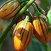 photo 50 graines / pack jardin des plantes de bricolage, Solanum aethiopicum africaine Aubergine Vegetable Seeds 2024-2023