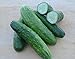 photo Cucumber Seeds- Straight Eight Heirloom- 100+ Seeds 2024-2023