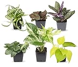 photo: You can buy Easy to Grow Houseplants (6 Pack), Live House Plants in Plant Containers, Growers Choice Plant Set in Planters with Potting Soil Mix, Home Décor Planting Kit or Outdoor Garden Gifts by Plants for Pets online, best price $25.61 new 2024-2023 bestseller, review