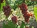 foto 5 Samen von Vitis labrusca CATAWBA Traubenkernen 2024-2023
