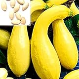 foto: jetzt Kürbiskerne, 25Pcs / Beutel Kürbis-Samen Essbare fettarme Bananenform Melone Natürliche Seed Cuaurbit Samen für die Landwirtschaft Online, bester Preis 0,01 € neu 2024-2023 Bestseller, Rezension