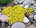 foto Sedum acre de oro de la alfombra, la uva de gato amarillo de tierra cubierta de la flor Semillas 500 semillas 2024-2023