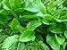 photo 400+ French Sorrel Seeds- Heirloom Lettuce Herb- by Ohio Heirloom Seeds 2024-2023