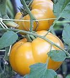 photo: You can buy 75+ Yellow Brandywine Tomato Seeds- Heirloom Variety- by Ohio Heirloom Seeds online, best price $4.19 new 2024-2023 bestseller, review