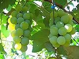 photo: You can buy MOCCUROD 50pcs/Bag Green Grape Seeds Fruit Vine Vitis Vinifera Seeds online, best price $7.99 ($0.16 / Count) new 2024-2023 bestseller, review