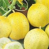 foto: comprar Pepino - Limón - 20 semillas [fácil de cultivar] on-line, mejor precio 3,16 € nuevo 2024-2023 éxito de ventas, revisión