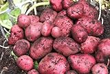 photo: You can buy Simply Seed - 5 LB - Red Pontiac Potato Seed - Non GMO - Naturally Grown - Order Now for Spring Planting online, best price $17.99 new 2024-2023 bestseller, review
