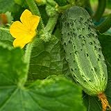 photo: You can buy Bush Pickle Cucumber Garden Seeds - 3 g Packet ~100 Seeds - Non-GMO, Heirloom, Pickling, Vegetable Gardening Seed online, best price $2.99 new 2024-2023 bestseller, review