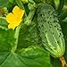 photo Bush Pickle Cucumber Garden Seeds - 3 g Packet ~100 Seeds - Non-GMO, Heirloom, Pickling, Vegetable Gardening Seed 2024-2023