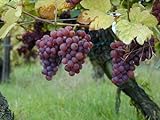 foto: jetzt 5 Samen von Vitis vinifera Gewurtztraminer WEIN Traubenkernen Online, bester Preis 14,99 € neu 2024-2023 Bestseller, Rezension
