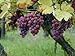 foto 5 Samen von Vitis vinifera Gewurtztraminer WEIN Traubenkernen 2024-2023