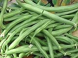 photo: You can buy Blue Lake Bush Bean Seeds- 20+ Seeds by Ohio Heirloom Seeds online, best price $3.99 new 2024-2023 bestseller, review