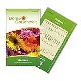 foto: jetzt Gerbera Single Mix Samen - Gerbera - Gerberasamen - Blumensamen - Saatgut für 8 Pflanzen Online, bester Preis 1,99 € (0,25 € / stück) neu 2024-2023 Bestseller, Rezension