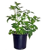 photo: You can buy Rubus 'Heritage' (Raspberry) Edible-Shrub, red raspberry, #2 - Size Container online, best price $29.47 new 2024-2023 bestseller, review