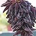 foto yanbirdfx Blumen Samen für Garten und Balkon-50 Stück Seltene Finger Traubenkerne Fortgeschrittene Früchte Natürliches Wachstum Köstlicher Balkon 2024-2023
