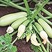 foto Bianca di Trieste Zucchini Samen für ca. 10 Pflanzen - helle Früchte, ertragreich 2024-2023