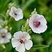 photo Outsidepride Marsh Mallow Herb Plant Seed - 1000 Seeds 2024-2023