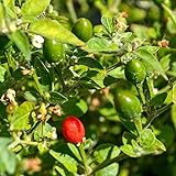 photo: You can buy Chiltepin Peppers (Capsicum annuum VAR. glabriusculum) 250mg Seeds for Planting, Mother of All Peppers, jalapeño, Non-GMO, Heirloom, Open Pollinated Vegetable Gardening Seeds - Hot Pepper online, best price $6.99 new 2024-2023 bestseller, review