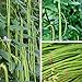 foto strimusimak 250 unids Semillas de Frijol Largo Medio Hardy Plantas de jardín de Vegetales anuales Semillas de la Planta Fresca de GMO Semillas de Verduras para jardín plantación al Aire Libre Verde 2024-2023