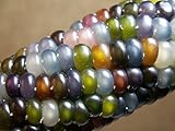 photo: You can buy Glass Gem Corn Seeds (200 Seeds) - USA Grown by PowerGrow Systems Guaranteed to Grow online, best price $6.99 ($0.03 / Count) new 2024-2023 bestseller, review