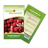 foto: jetzt Monatserdbeeren Rügen Samen - Fragaria vesca - Erdbeersamen - Obstsamen - Saatgut für 70 Pflanzen Online, bester Preis 1,99 € (0,03 € / stück) neu 2024-2023 Bestseller, Rezension