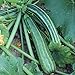 foto Striato d`Italia Zucchini Samen für ca. 10 Pflanzen - gestreifte Früchte, guter Ertrag 2024-2023