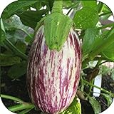 photo: acheter 100 - Graines:. Listada de Gandia Aubergine Seeds - Striping Violet sur Le Blanc y !! en ligne, meilleur prix 6,99 € nouveau 2024-2023 best-seller, examen