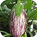 photo 100 - Graines:. Listada de Gandia Aubergine Seeds - Striping Violet sur Le Blanc y !! 2024-2023